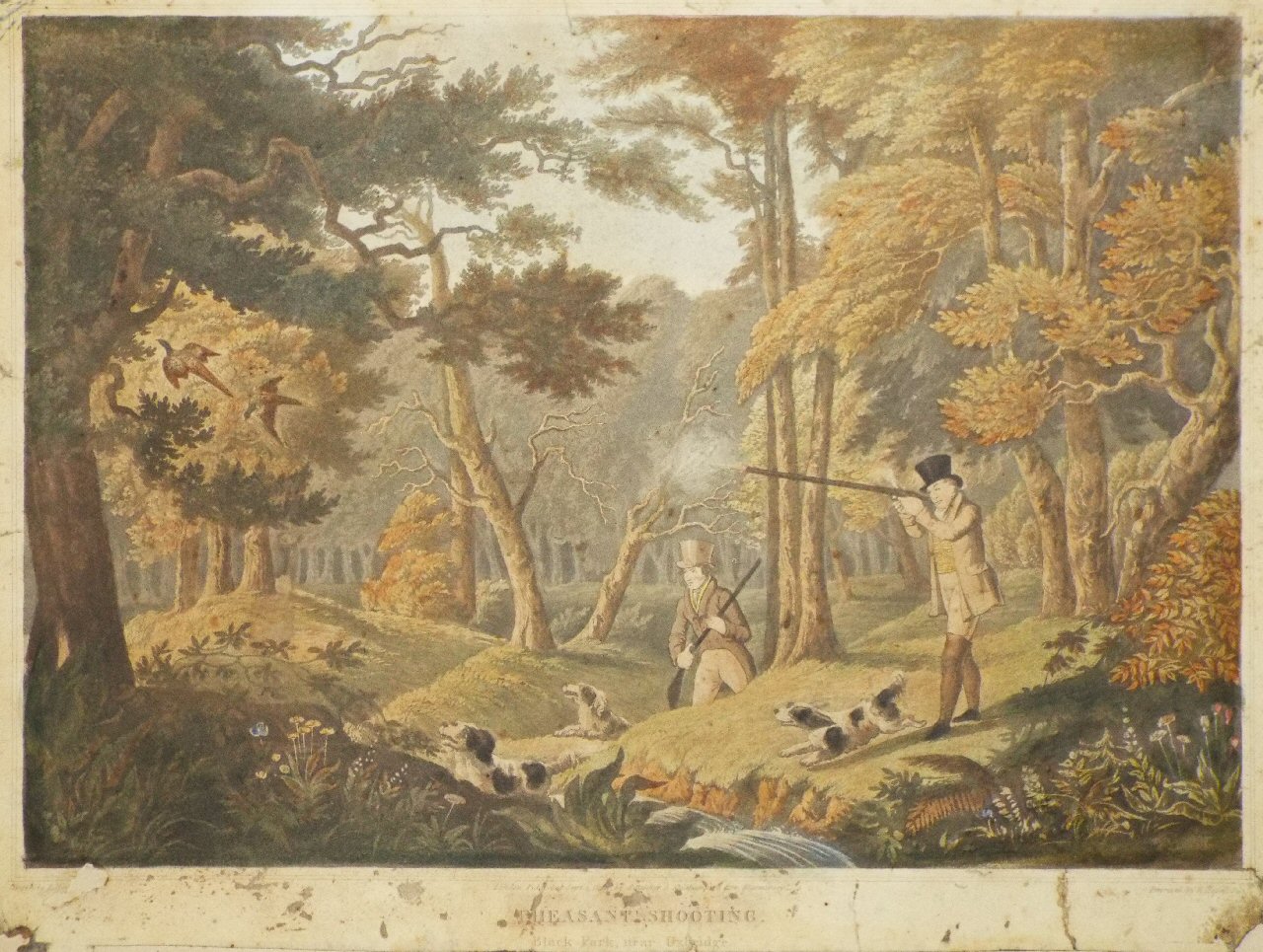 Aquatint - Pheasant Shooting. Black Park near Uxbridge - Havell